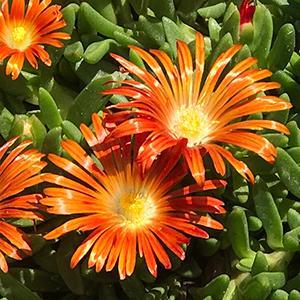 (Ice Plant) Delosperma Granita® Orange from Swift Greenhouses