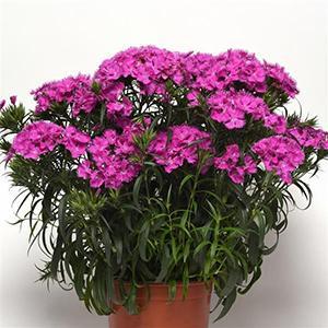 (Sweet William) Dianthus barbatus Rockin'™ Purple from Swift Greenhouses