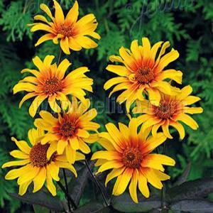 (Orange Sunflower) Heliopsis helianthoides var. scabra Burning Hearts from Swift Greenhouses