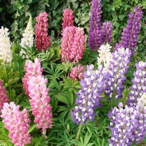 (Lupine) Lupinus polyphyllus Mini Gallery® Mix from Swift Greenhouses