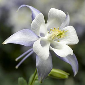 (Columbine) Aquilegia caerulea Kirigami™ Light Blue & White from Swift Greenhouses