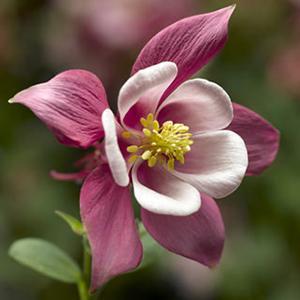 (Columbine) Aquilegia caerulea Kirigami™ Rose Pink from Swift Greenhouses