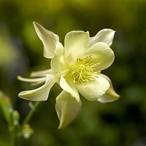 (Columbine) Aquilegia caerulea Kirigami™ Yellow from Swift Greenhouses