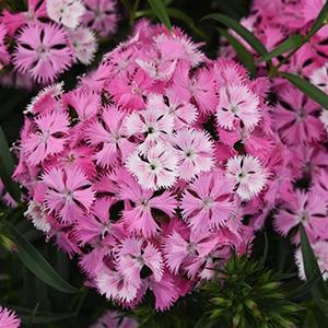 (Sweet William) Dianthus barbatus Rockin'™ Pink Magic from Swift Greenhouses
