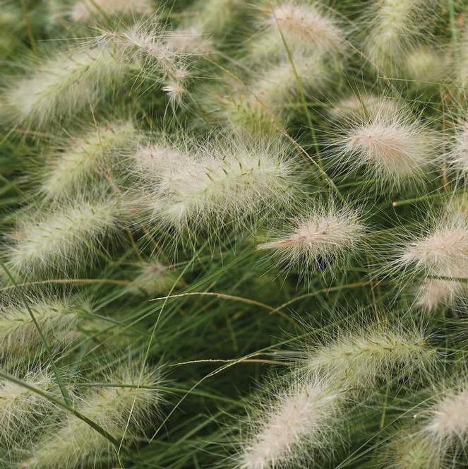 Pennisetum villosum Grass Annual - Feathertop from Swift Greenhouses