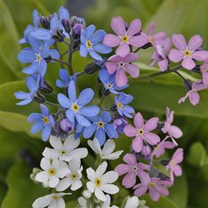 (Forget-Me-Not) Myosotis sylvatica Mon Amie Mix from Swift Greenhouses