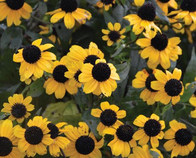 (Brown Eyed Susan) Rudbeckia triloba Blackjack Gold from Swift Greenhouses