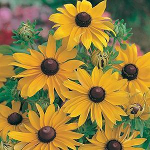 (Black Eyed Susan) Rudbeckia hirta Butter Cone from Swift Greenhouses