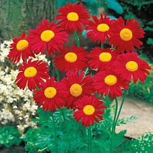 (Painted Daisy) Pyrethrum tanacetum coccineum James Kelway Red from Swift Greenhouses