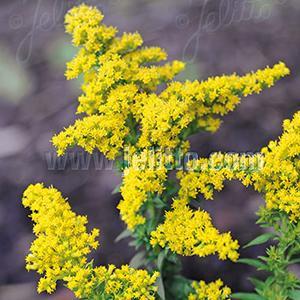 (Goldenrod) Solidago canadensis Little Miss Sunshine from Swift Greenhouses
