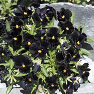 (Violet) Viola cornuta Back to Black from Swift Greenhouses