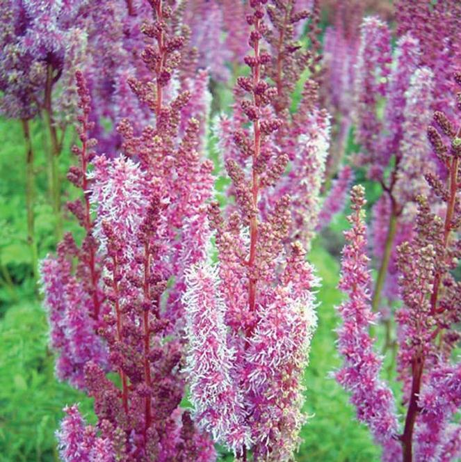 (False Spirea) Astilbe chinensis Taquetii from Swift Greenhouses