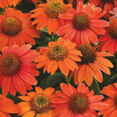 (Coneflower) Echinacea hybrid Artisan™ Ombre Red from Swift Greenhouses