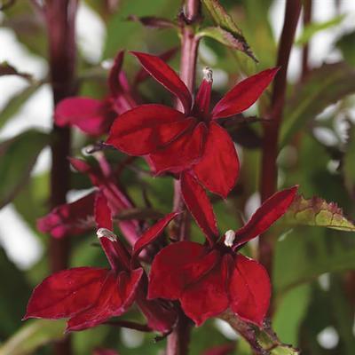 (Fan Flower) Lobelia speciosa Starship Burgundy from Swift Greenhouses