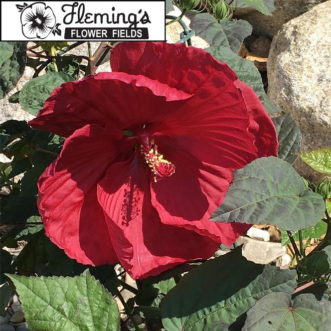 (Rose Mallow) PP # 27,534 Hibiscus moscheutos Flemings™ Purple Hearts from Swift Greenhouses