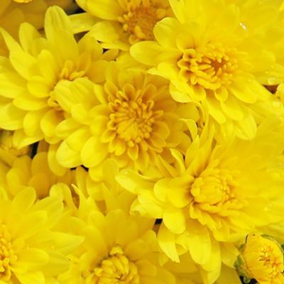 (Garden Mum) PPAF Chrysanthemum dendranthema Igloo Brilliant from Swift Greenhouses