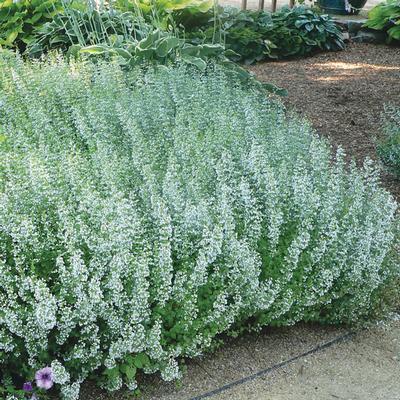 (Lesser Calamint) Nepeta calamintha from Swift Greenhouses