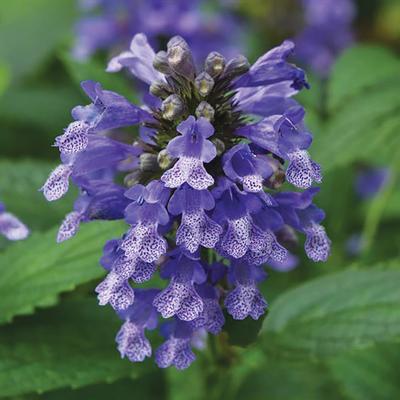 (Catmint) PP # 31,901 Nepeta subsessilis Prelude Blue from Swift Greenhouses
