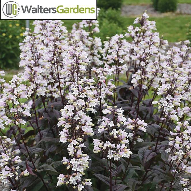 (Beardtongue) PP # 32,613 Penstemon hybrid Onyx and Pearls from Swift Greenhouses