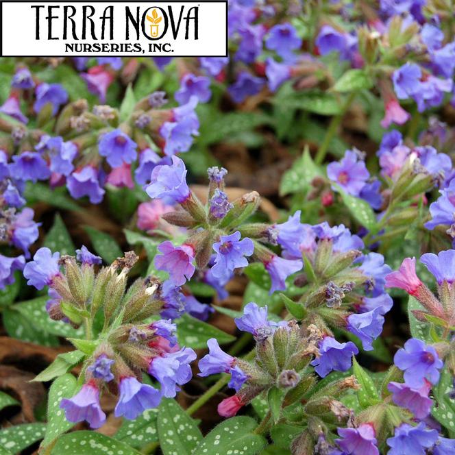 (Lungwort) PP # 13,047 Pulmonaria Trevi Fountain from Swift Greenhouses