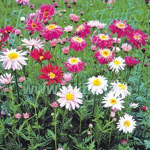 (Painted Daisy) Pyrethrum tanacetum coccineum Super Duplex from Swift Greenhouses