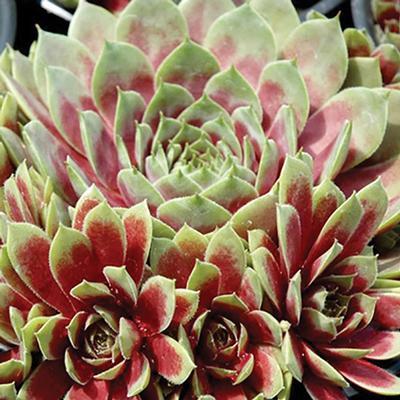 (Hens and Chicks) Sempervivum Commander Hay from Swift Greenhouses