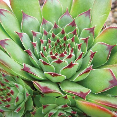 (Hens and Chicks) Sempervivum Tip Top from Swift Greenhouses