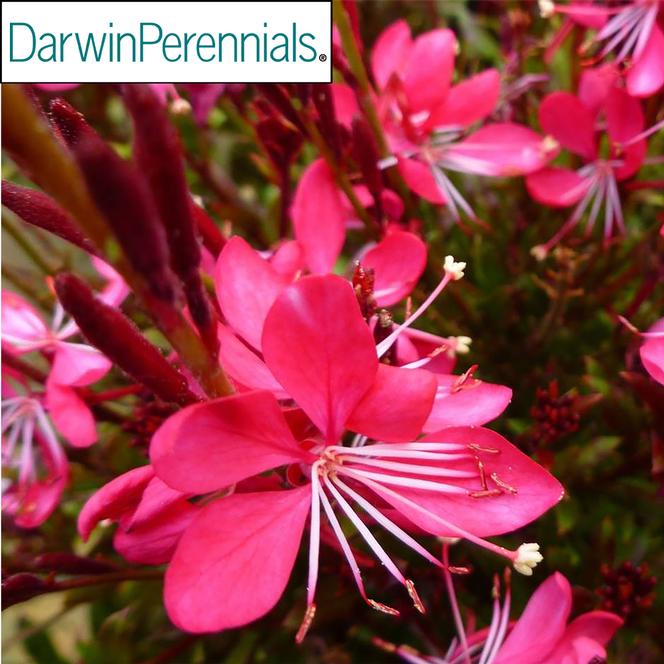 (Apple Blossom Grass) PP#26,399 Gaura lindheimeri Whiskers Deep Rose from Swift Greenhouses