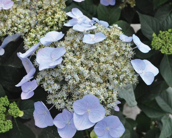 PPAF Hydrangea macrophylla Game Changer® Blue from Swift Greenhouses