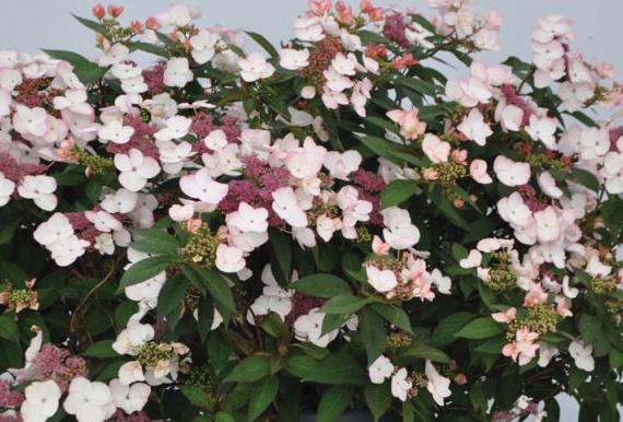 PPAF Hydrangea macrophylla Game Changer® Picotee from Swift Greenhouses