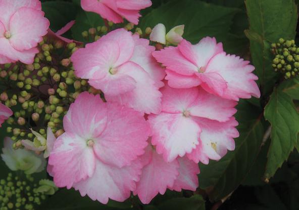 PPAF Hydrangea macrophylla Game Changer® Pink from Swift Greenhouses