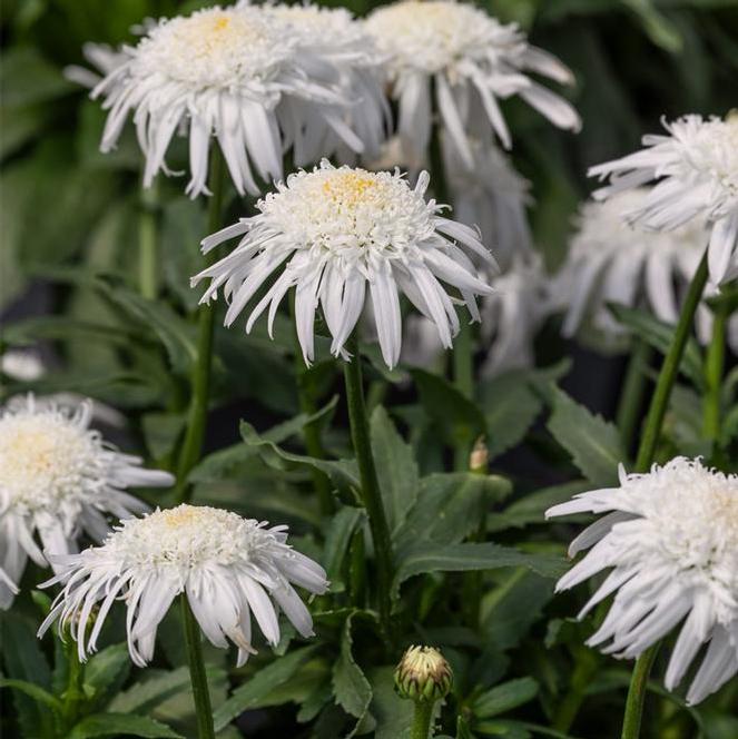 (Shasta Daisy) PPAF Leucanthemum superbum Daisy® Carpet Angel™ from Swift Greenhouses