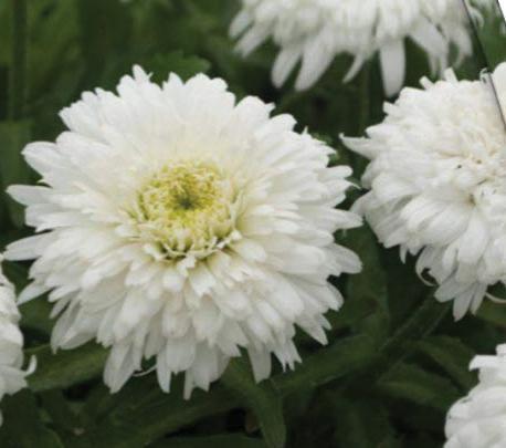 (Shasta Daisy) PPAF Leucanthemum superbum Daisy® Double Darling™ from Swift Greenhouses