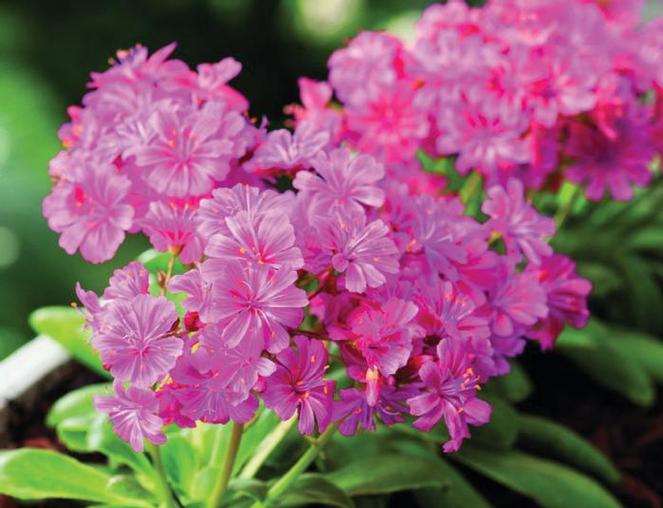 (Cliff Maids) Lewisia cotyledon Elise Ultra Violet from Swift Greenhouses