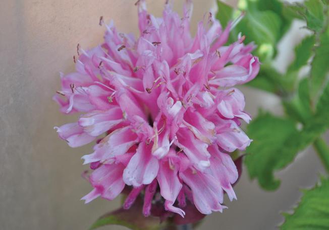 (Bee Balm) PPAF Monarda hybrida Marje® Pink from Swift Greenhouses