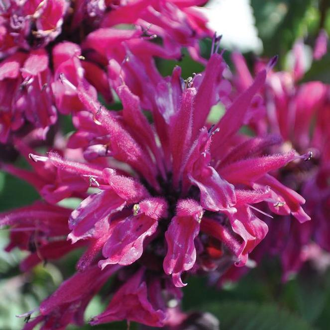 (Bee Balm) PPAF Monarda hybrida Marje® Purple from Swift Greenhouses