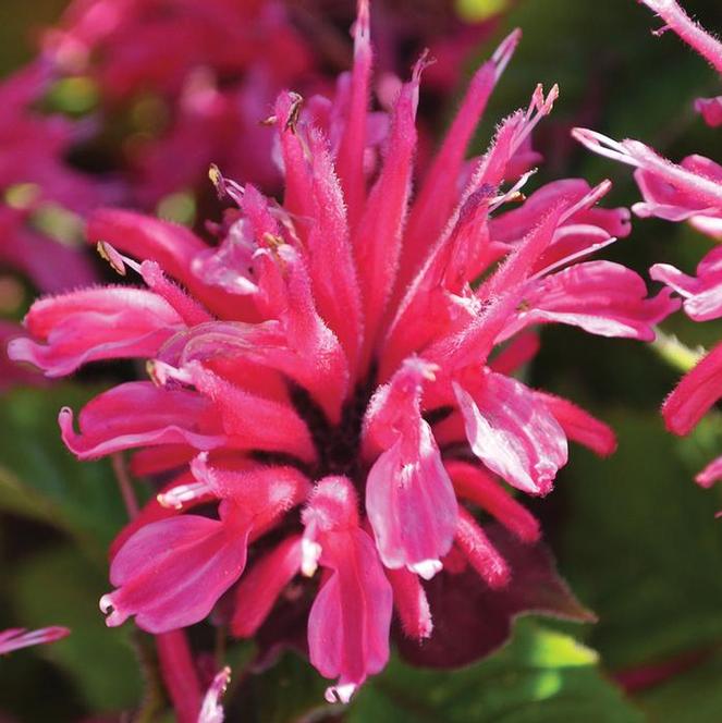 (Bee Balm) PPAF Monarda hybrida Marje® Rose from Swift Greenhouses