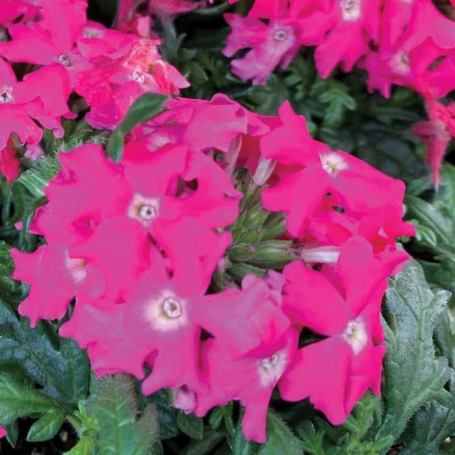(Vervain) PPAF Verbena canadensis Homestead Hot Pink from Swift Greenhouses