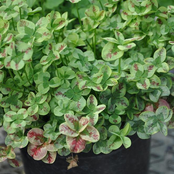(Clover) PPAF Trifolium rubens 4 Luck® Red Stripes from Swift Greenhouses