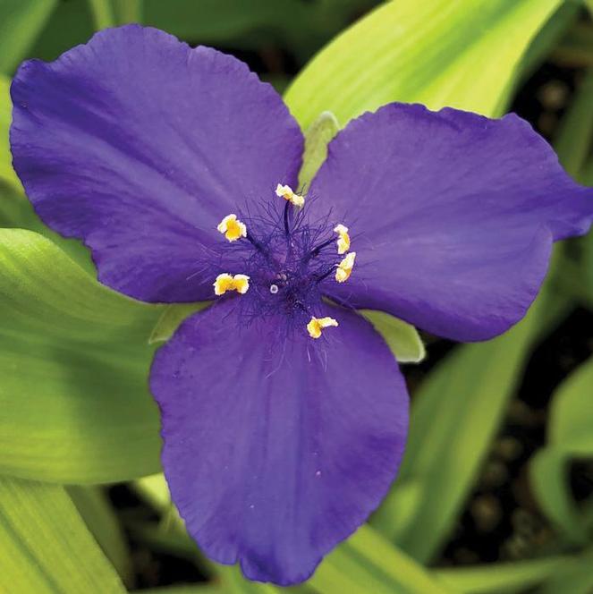 (Spiderwort) Tradescantia andersoniana Sweet Kate from Swift Greenhouses
