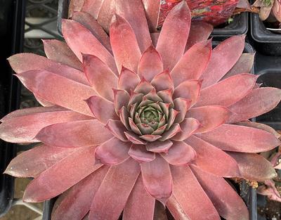 (Hens and Chicks) Sempervivum Peggy from Swift Greenhouses