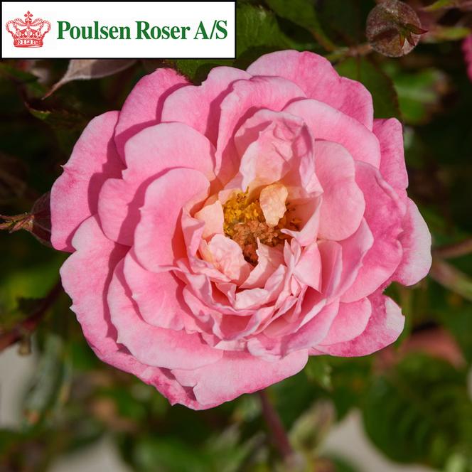 (Poulsen Roser) Poulpar095Ⓝ Rose Miniature Parade® Feline™ from Swift Greenhouses