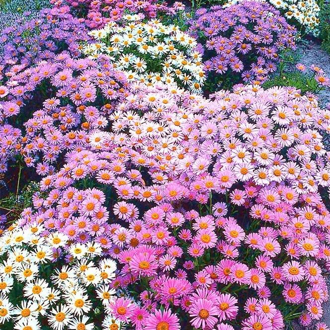  Aster alpinus Beauty Mix from Swift Greenhouses