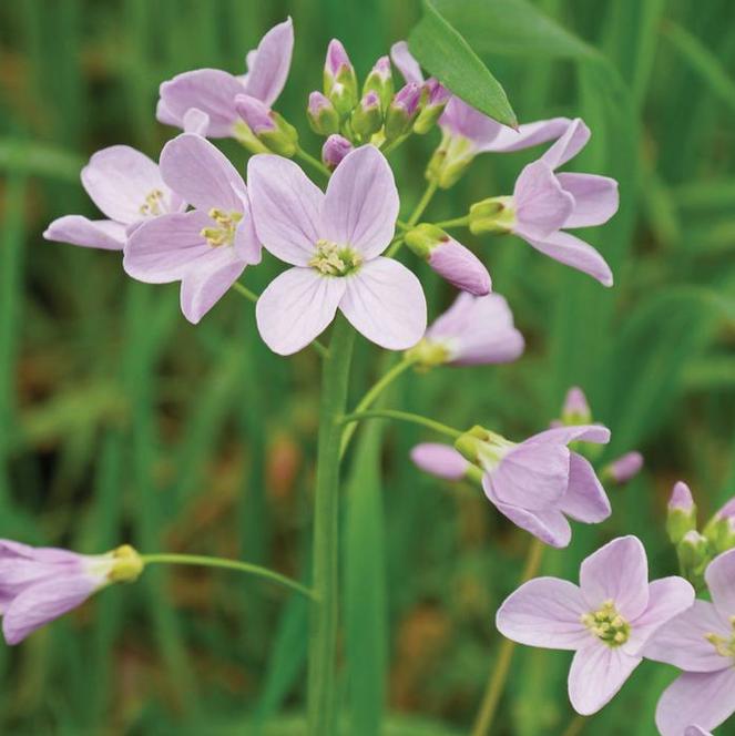 (Cuckoo Flower) Cardamine pratensis from Swift Greenhouses