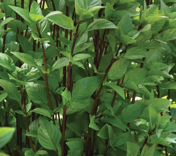Ocimum basilicum Herb Annual - Basil Everleaf Thai Towers from Swift Greenhouses