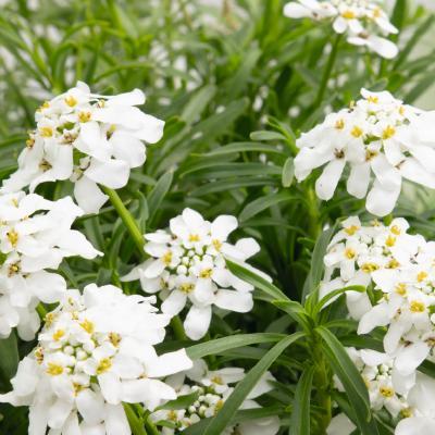 (Candytuft) Iberis sempervirens Snow Flurries from Swift Greenhouses