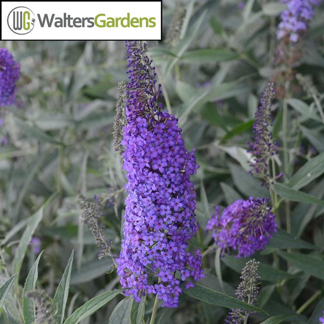 PP # 28,178 Buddleia davidii Monarch Blue Knight from Swift Greenhouses