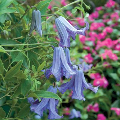  Clematis viticella Betty Corning from Swift Greenhouses