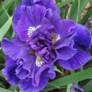  Iris siberian Kaboom from Swift Greenhouses